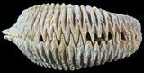 Cretaceous Fossil Oyster (Rastellum) - Madagascar #49872-1